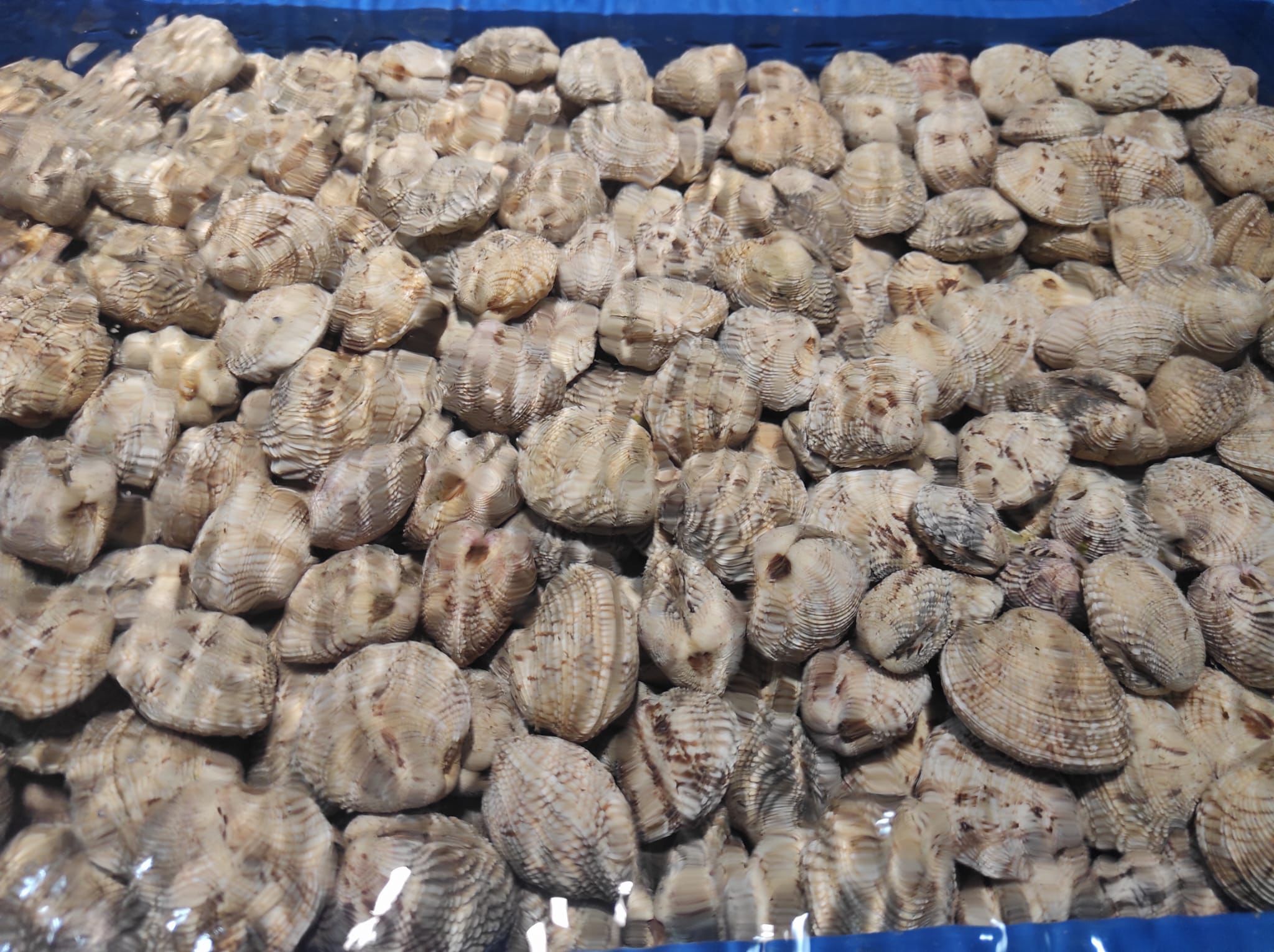 Denizden Su Ürünleri